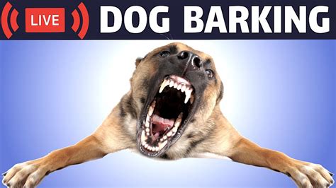 dogs barking youtube video|youtube dogs playing and barking.